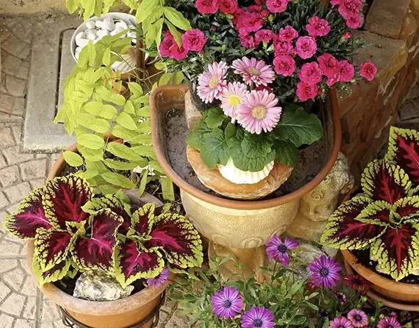 Colourful-Low Maintenance Outdoor Potted Plants