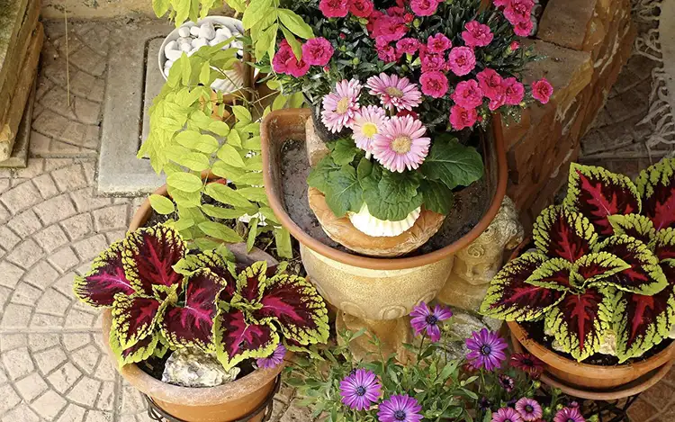 Colourful-Low Maintenance Outdoor Potted Plants