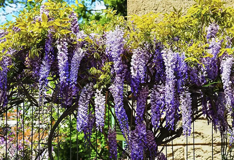 Hanging Purple Wisteria