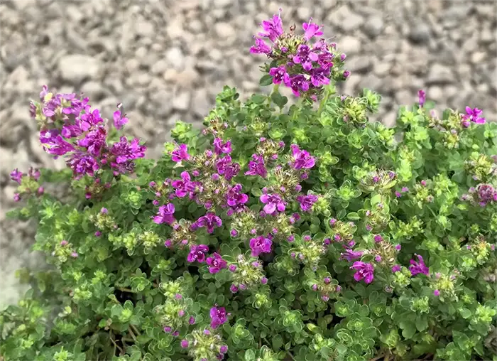 Evergreen Trailing Plants For Hanging Baskets