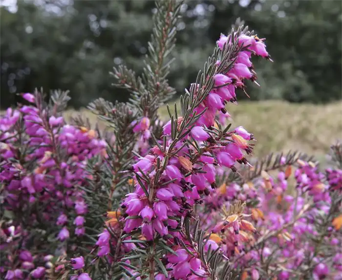 Evergreen Trailing Plants For Hanging Baskets