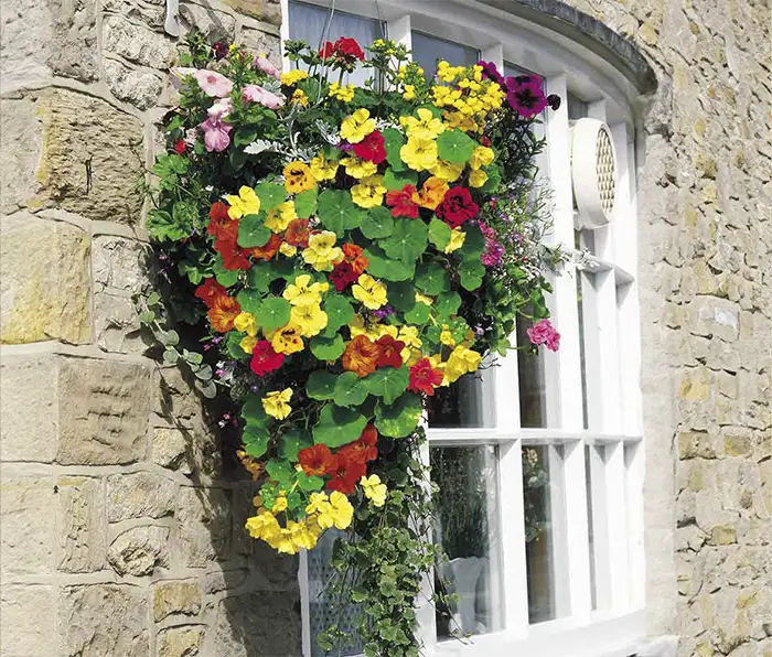 Evergreen Trailing Plants For Hanging Baskets