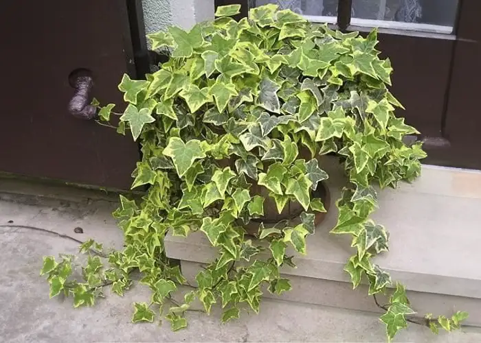 Evergreen Trailing Plants For Hanging Baskets