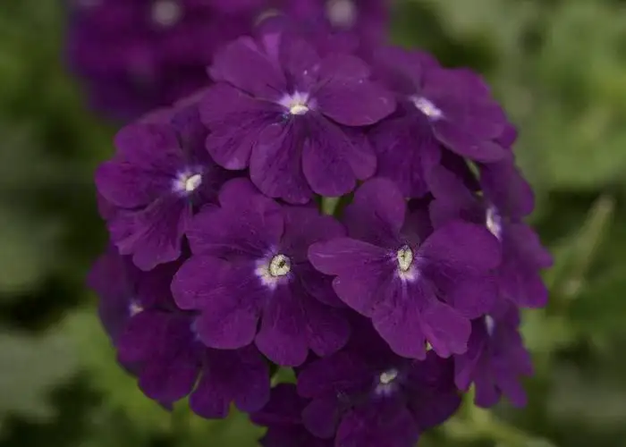 Evergreen Trailing Plants For Hanging Baskets