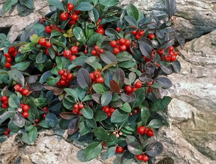 Evergreen Trailing Plants For Hanging Baskets