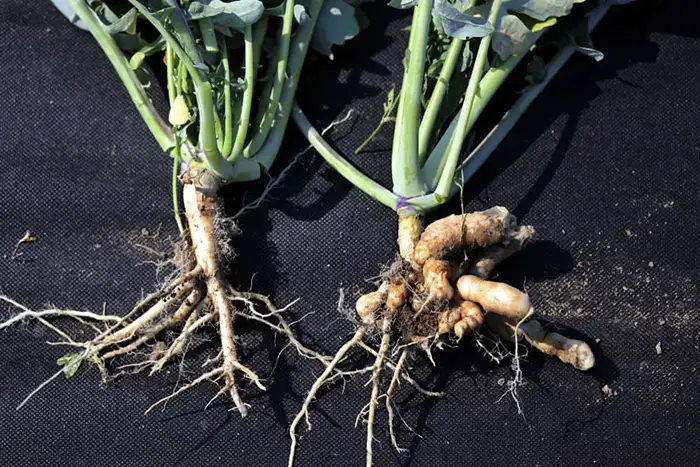 Gardening Month by Month - September -Clubroot in Brassicas