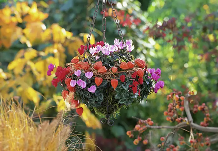 Evergreen Trailing Plants For Hanging Baskets