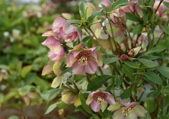 Evergreen Trailing Plants For Hanging Baskets