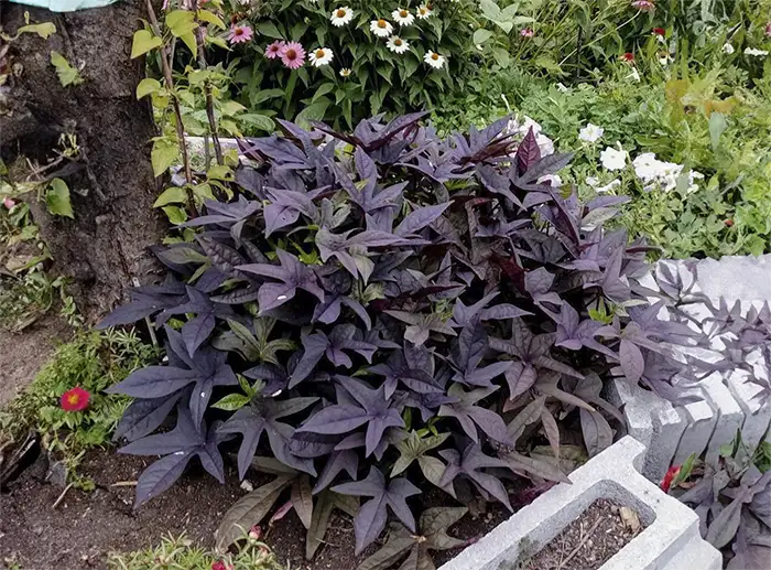 Evergreen Trailing Plants For Hanging Baskets