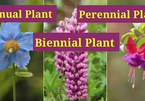 Difference Between Annual Perennial and Biennial Plants