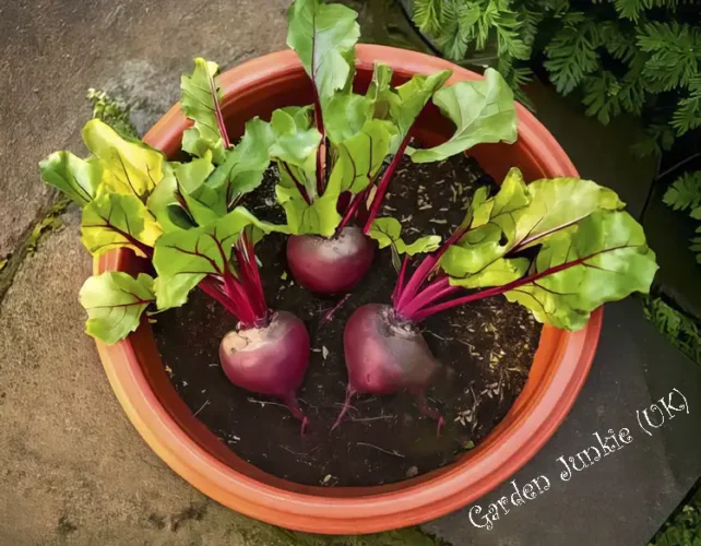 3 beetroot in a pot -Grow Beetroot in Pots