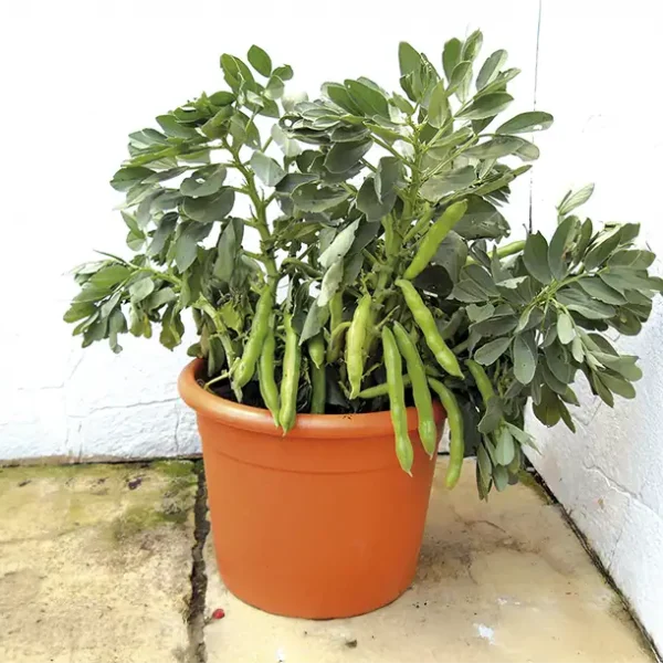 How to Grow Broad Beans in Pots