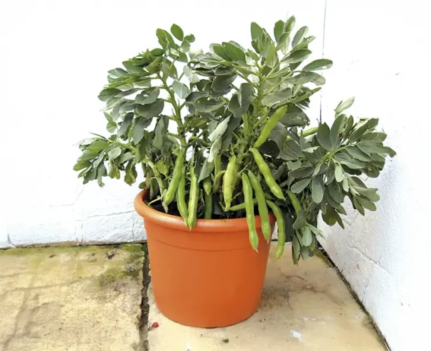 How to Grow Broad Beans in Pots