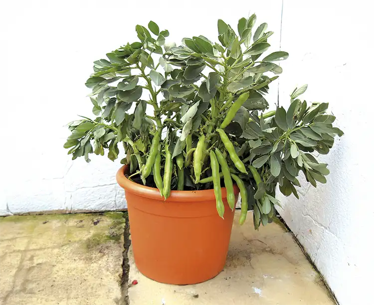 How To Grow Broad Beans In Pots: A Comprehensive Guide For Beginners