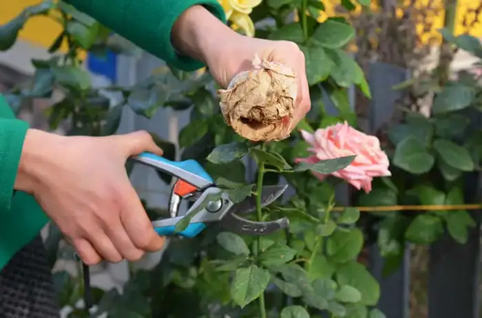 Deadheading Roses with Secateurs