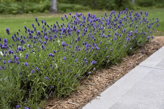 Purple Lavender Plant is a Border