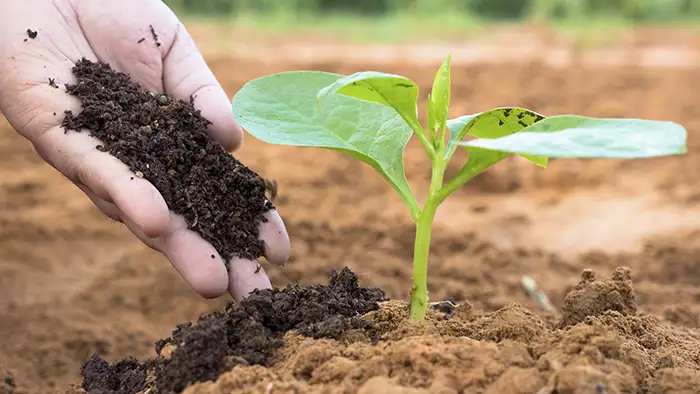 Broad Bean Growing Sequence