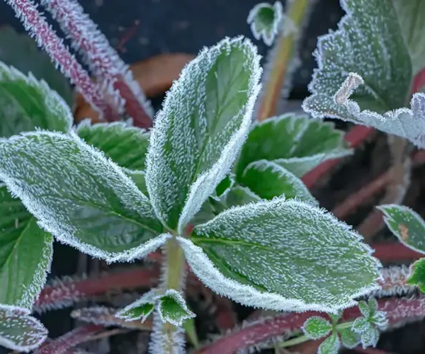 Plant Hardiness Zones in the UK - Frosted Green Plant