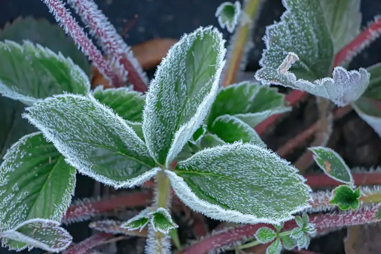 Plant Hardiness Zones in the UK - Frosted Green Plant