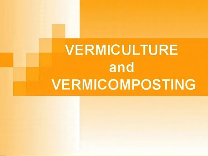 Difference Between Vermiculture and Vermicomposting