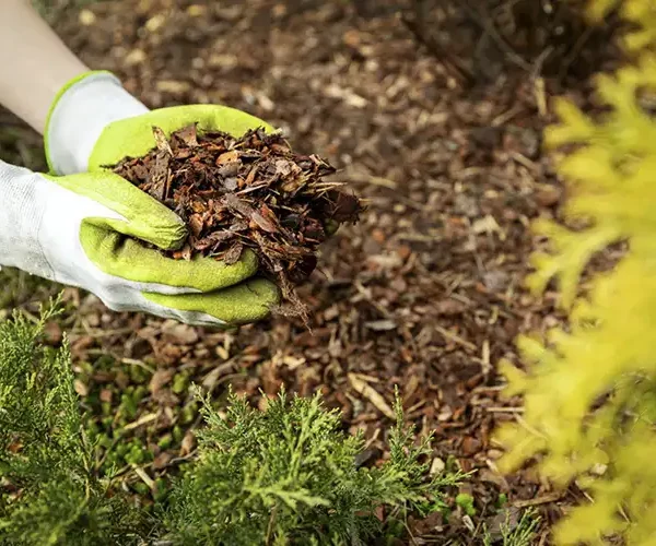 Best Mulch for Raised Beds - Two handfuls of wood chip mulch