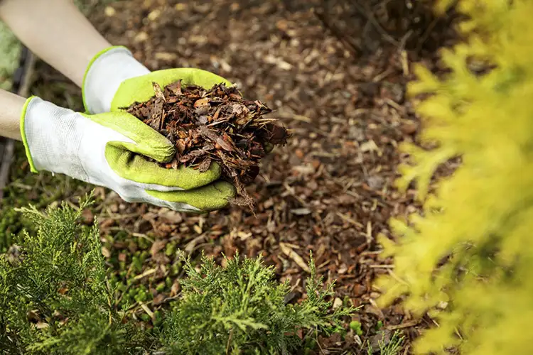 Best Mulch for Raised Beds - Two handfuls of wood chip mulch