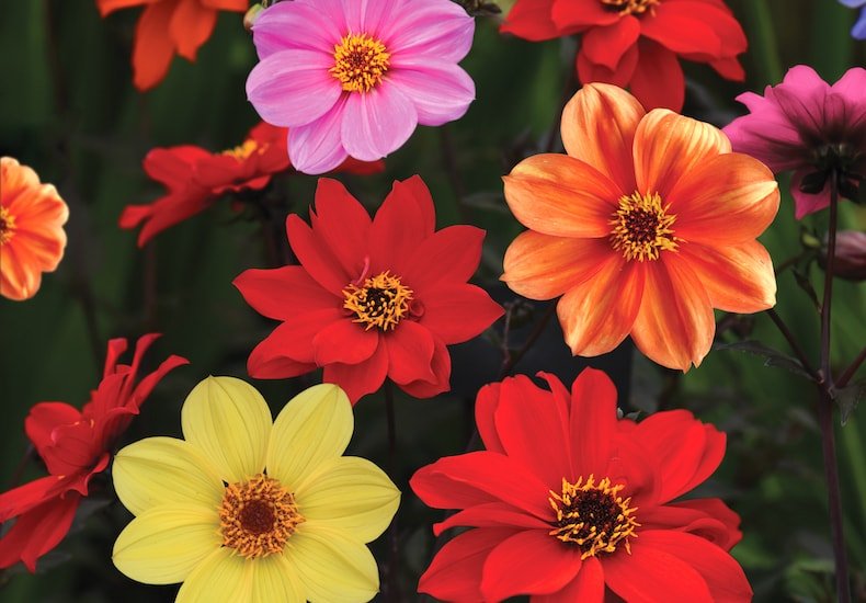 How To Grow Dahlias From Seed - Bishops Children Multi Coloured