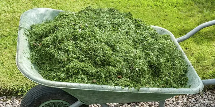 Wheelbarrow Full of Grass Clippings