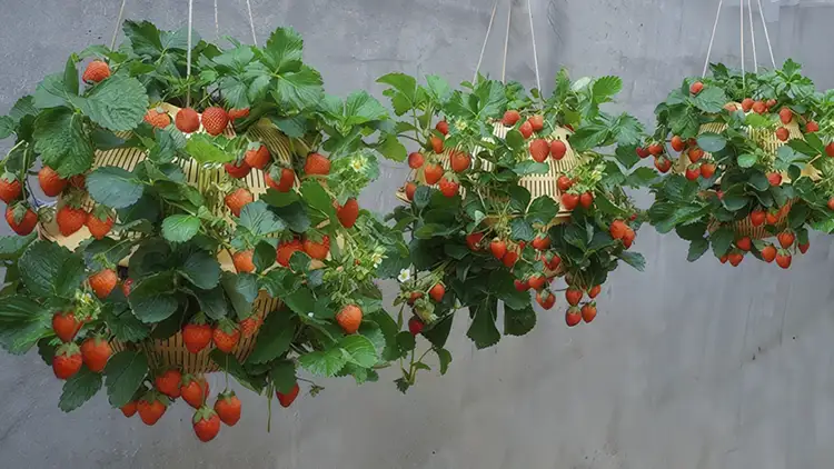 3 hanging baskets of strawberries - How To Grow Strawberries in Hanging Baskets