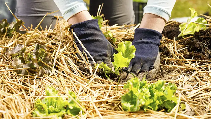 Straw - Best Mulch for Raised Beds