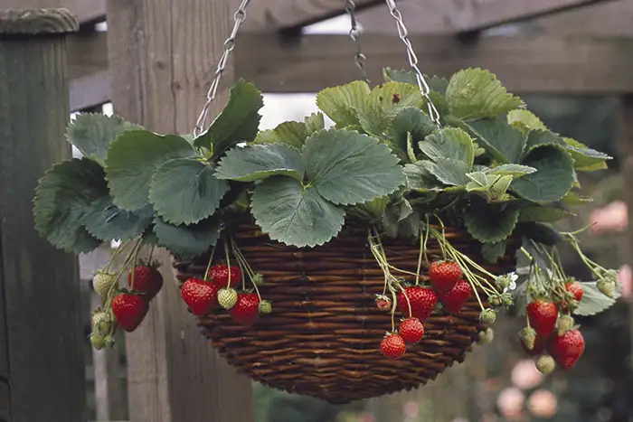 How To Grow Strawberries in Hanging Baskets - Trailing Strawberry Plant