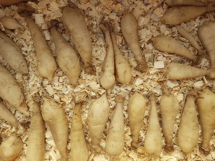 Dahlias Tubers Stored in Wood Shavings