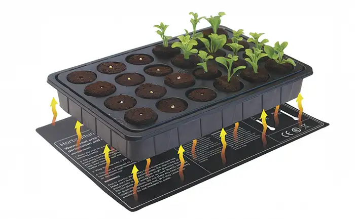 Seedlings on a Heatmat