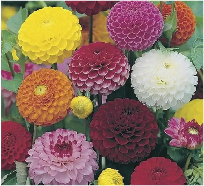 Pompone Mixed Dahlias