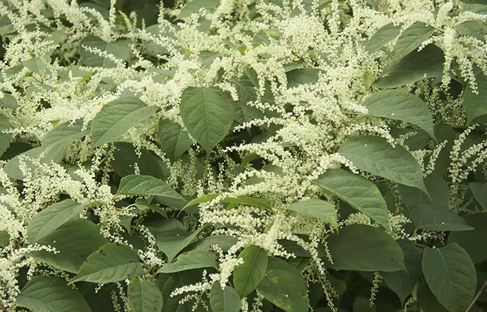 Japanese Knotweed Removal - White Flowers and Leaves