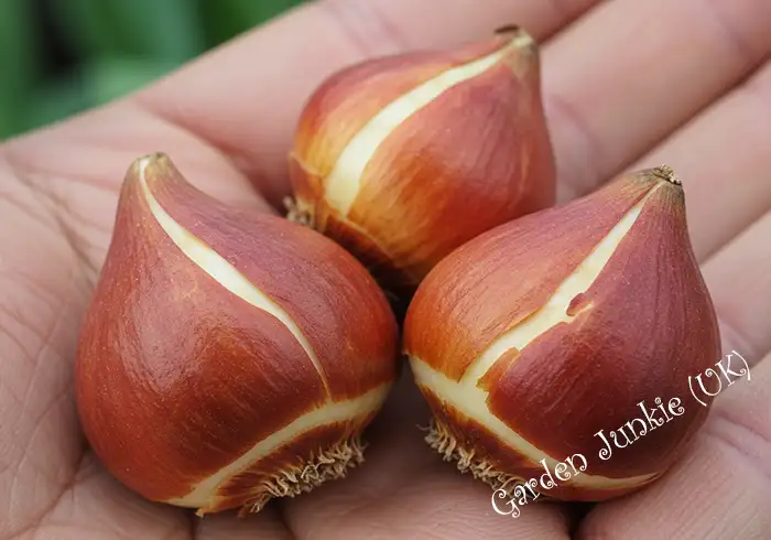 3 - Disease Free Tulip Bulbs