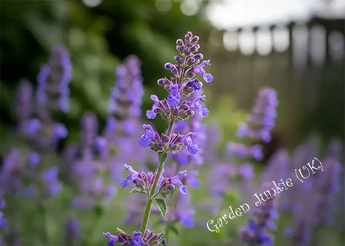 Low Maintenance Hardy Perennials - Lavender (Lavandula angustifolia)