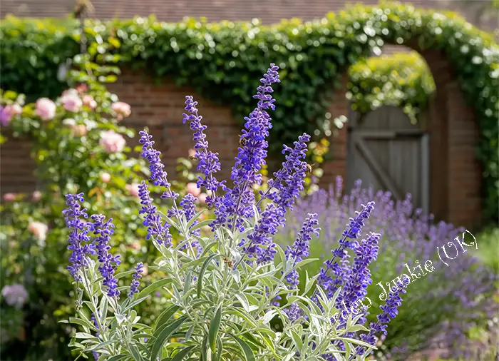 Low Maintenance Hardy Perennials - Lavender (Lavandula angustifolia)