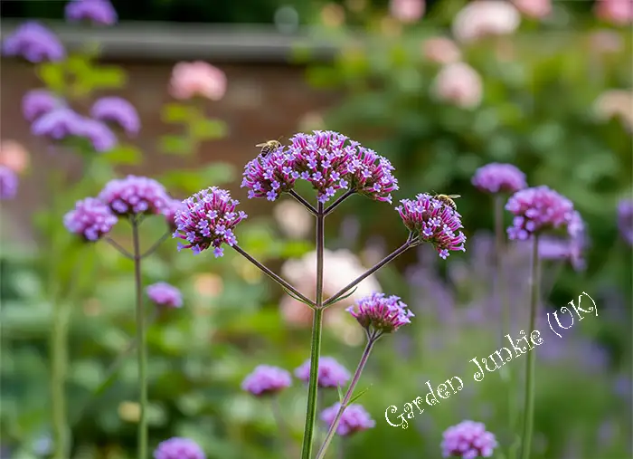 Low Maintenance Hardy Perennials - Lavender (Lavandula angustifolia)
