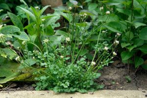 Bittercress - The Most Common Garden Weeds Found in the UK