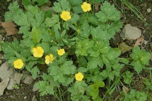 Creeping Buttercup Leaves and Flowers