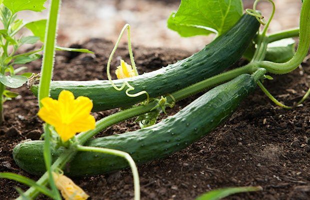 Cucumber-and-Flower