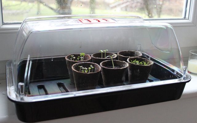 How to grow basil - Seeds in a propagator