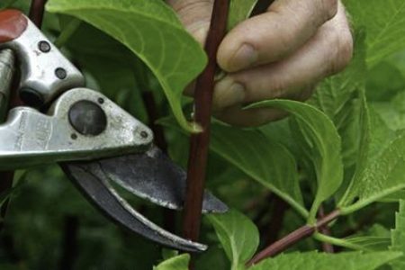 Secateurs cutting a plant - How to take cuttings from plants