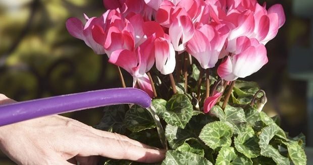 Caring for Cyclamen - Watering Cyclamen Plants