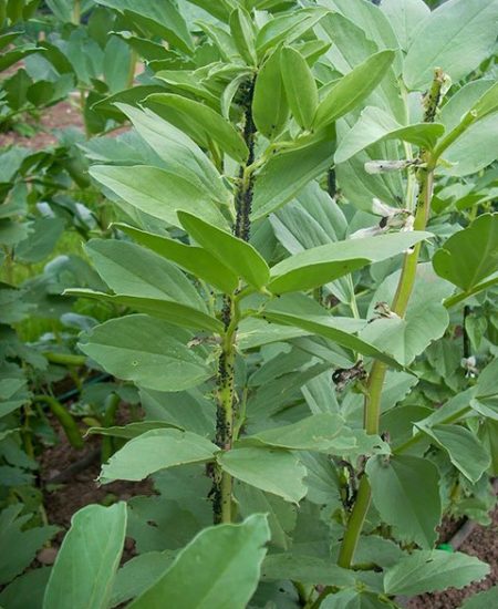 How to get rid of blackfly on broad beans