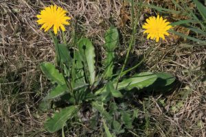 Cats Ear - The Most Common Garden Weeds Found in the UK