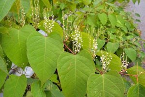 Japanese Knotweed - The Most Common Garden Weeds Found in the UK